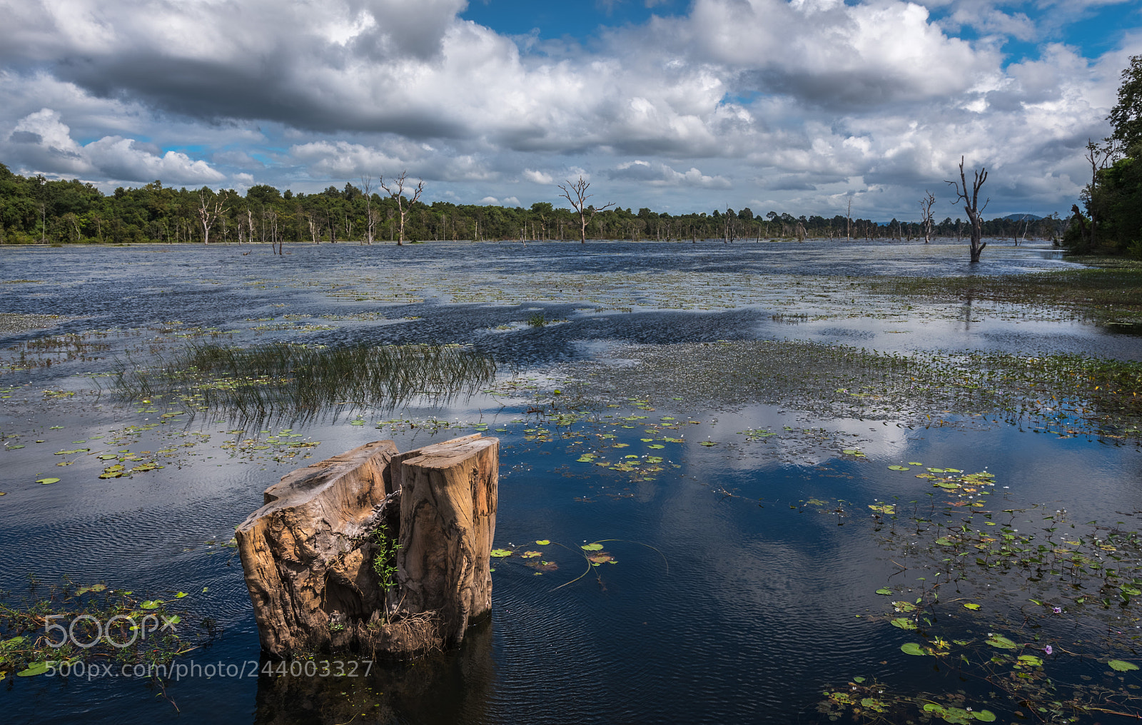 Nikon D500 sample photo. Swamp thing photography
