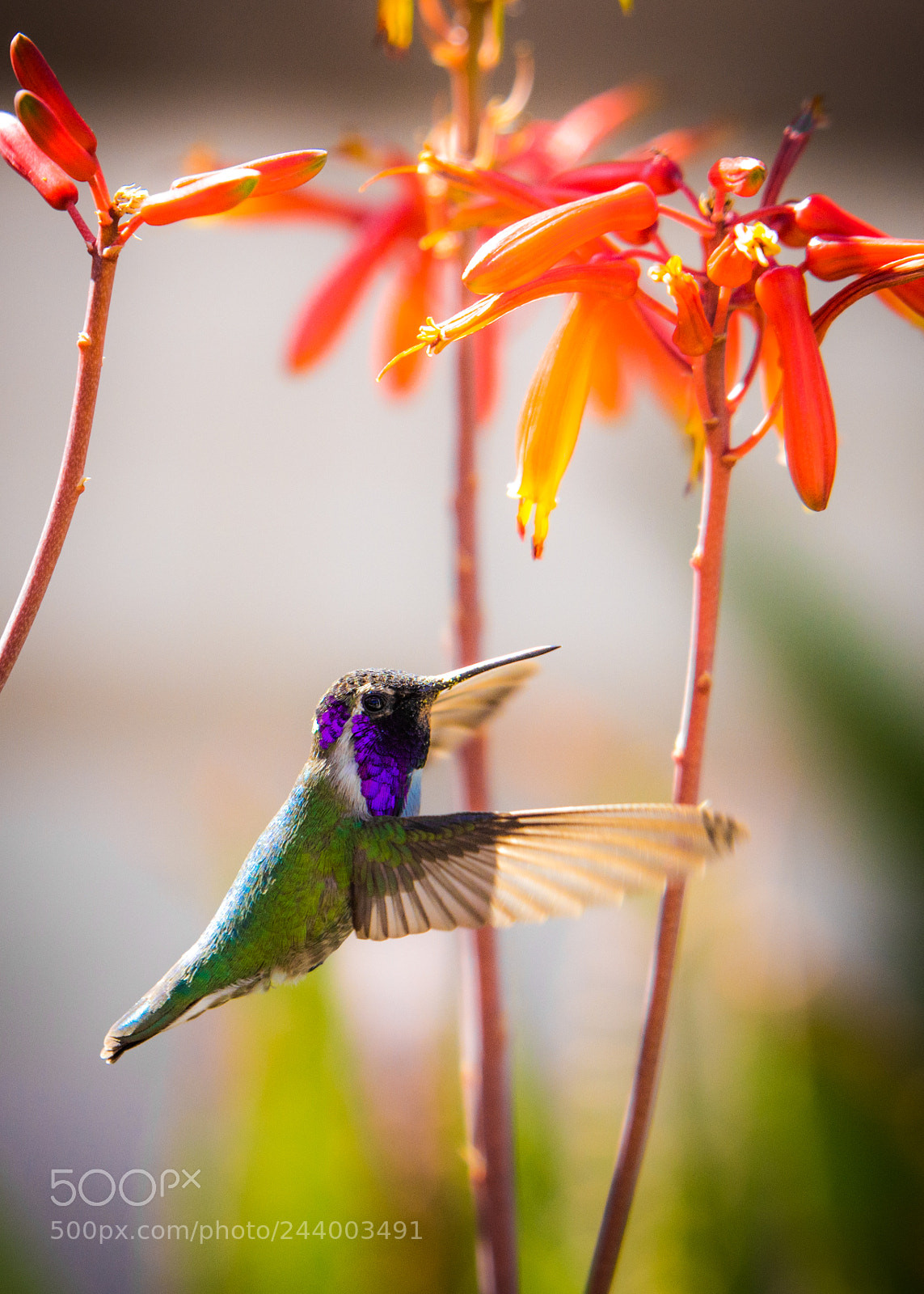 Nikon D7200 sample photo. Hummingbird in flight 2 photography