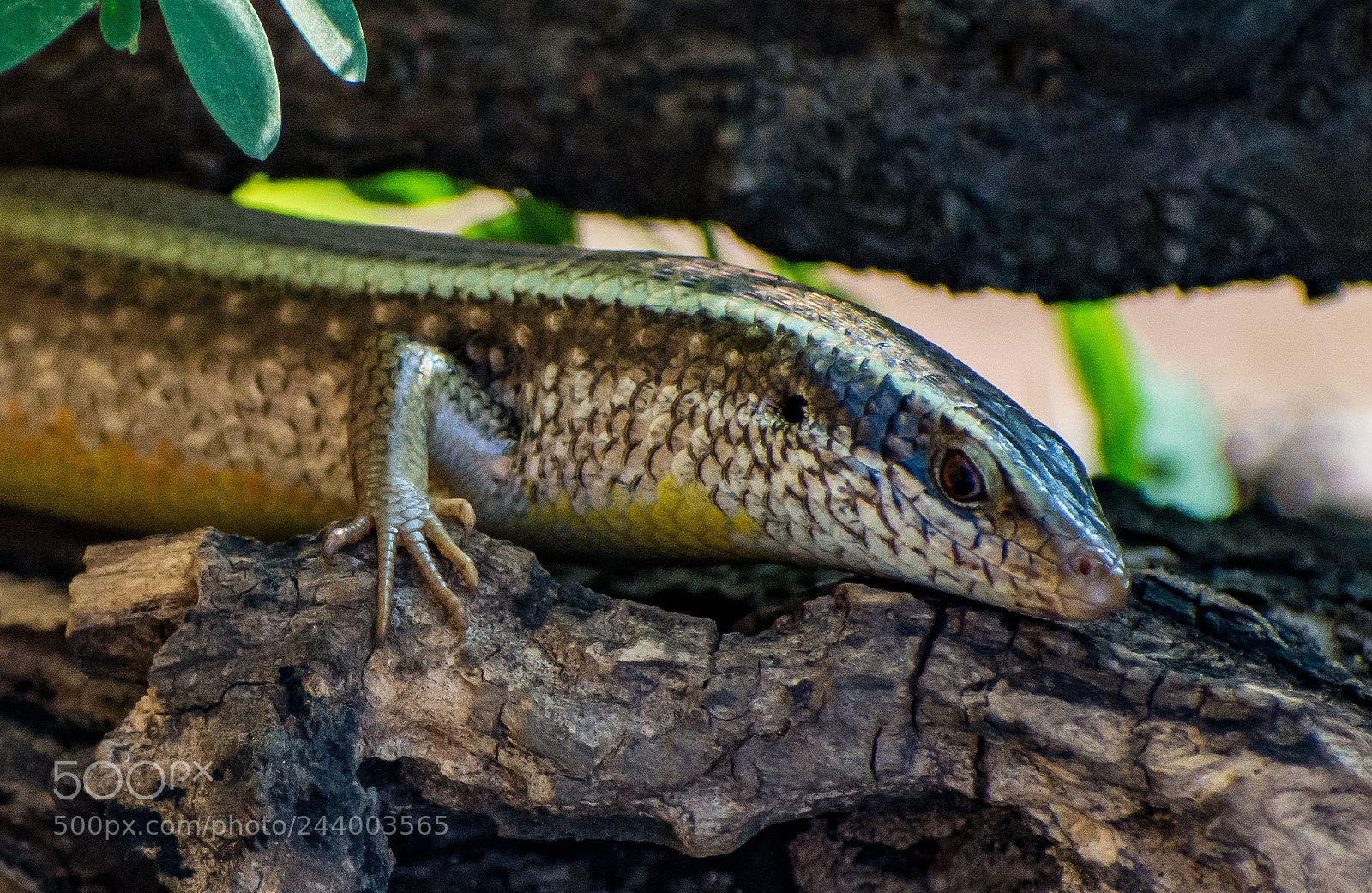 Nikon D7200 sample photo. What lizard is that photography