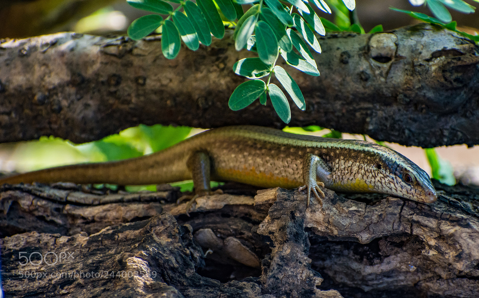 Nikon D7200 sample photo. What lizard is that? photography