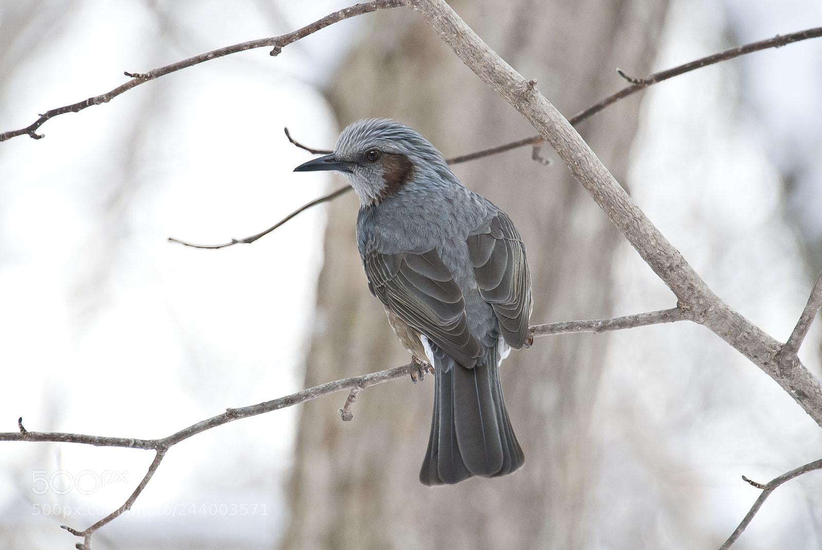 Nikon D80 sample photo. Bulbul photography