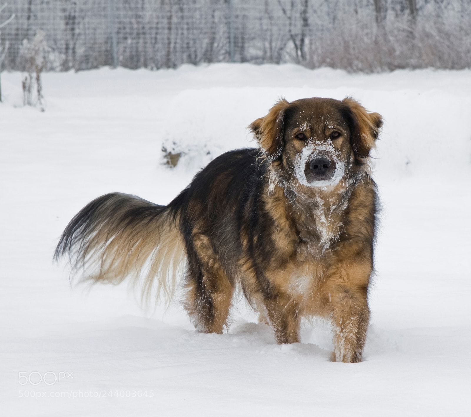 Canon EOS 30D sample photo. Atreju im schnee photography