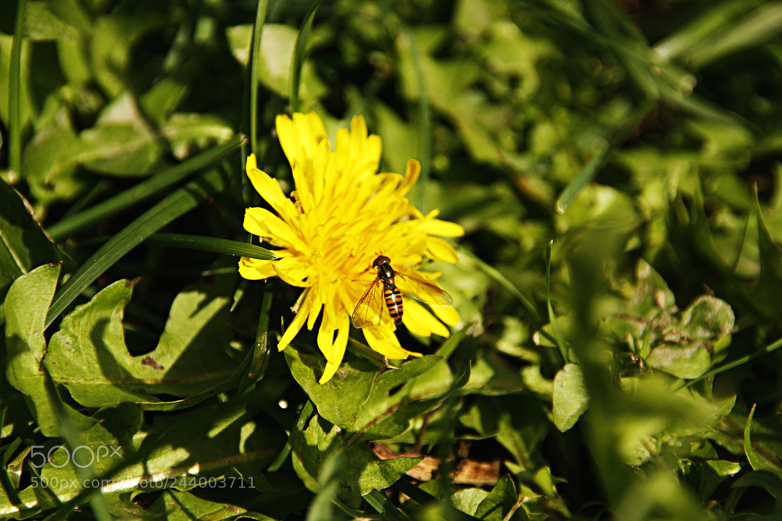 Canon EOS 1000D (EOS Digital Rebel XS / EOS Kiss F) sample photo. Wasp photography