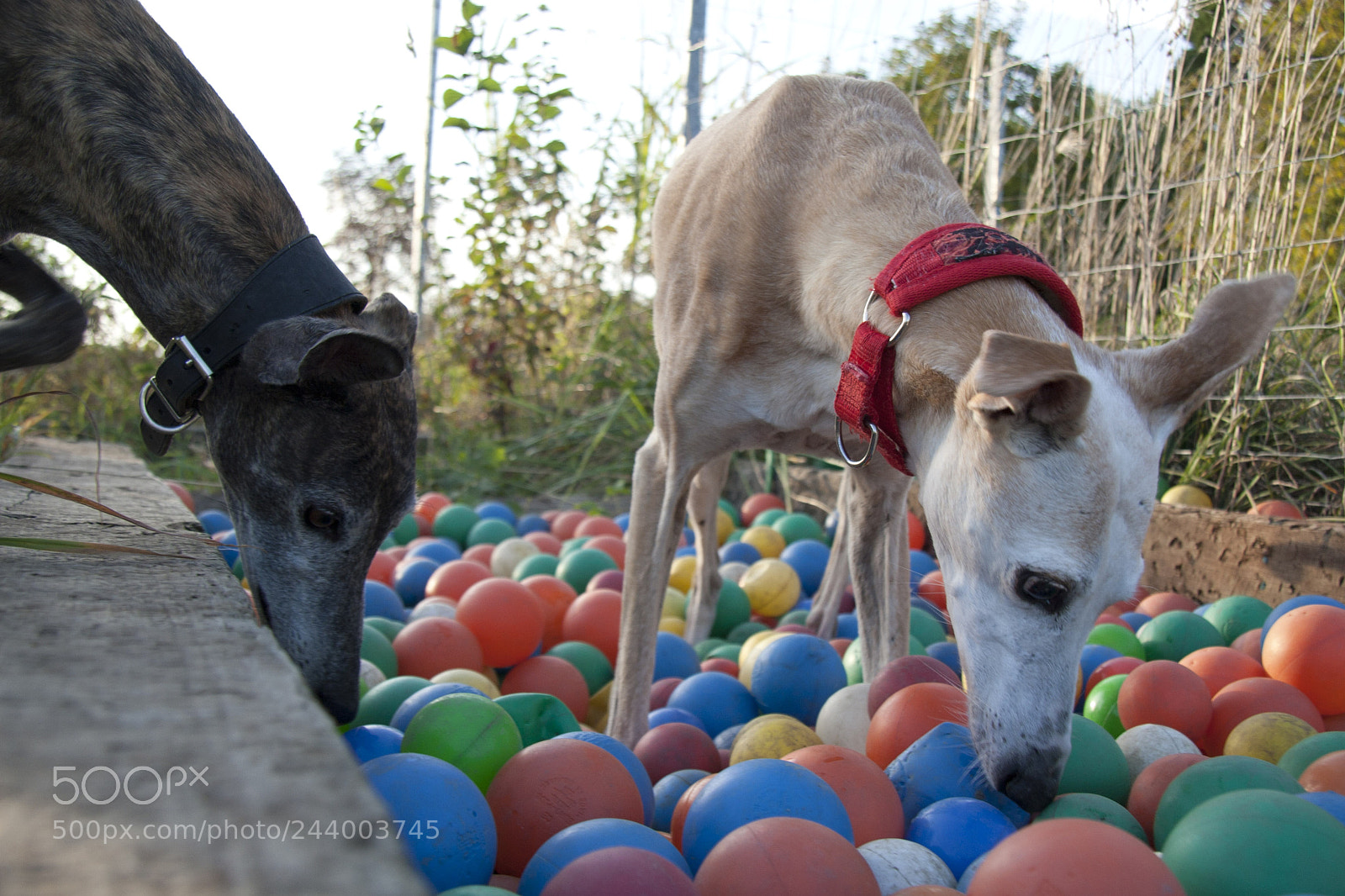 Canon EOS 30D sample photo. Adtc senioren photography