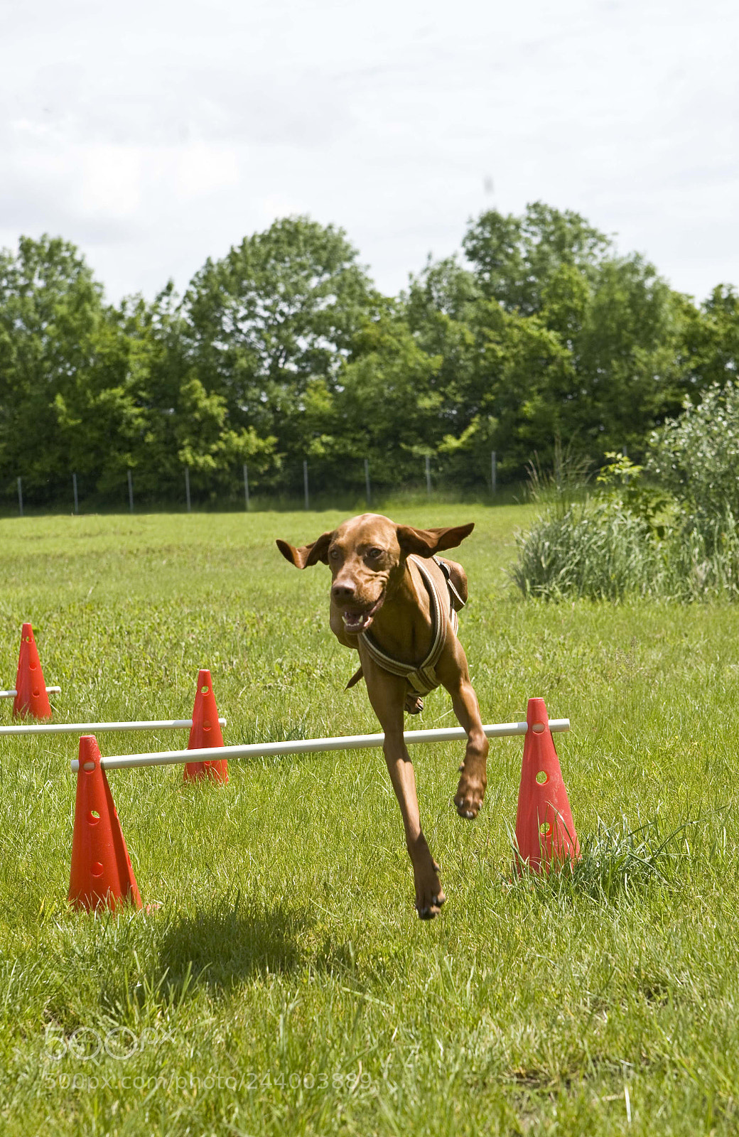 Canon EOS 5D sample photo. Austrian dog training center photography