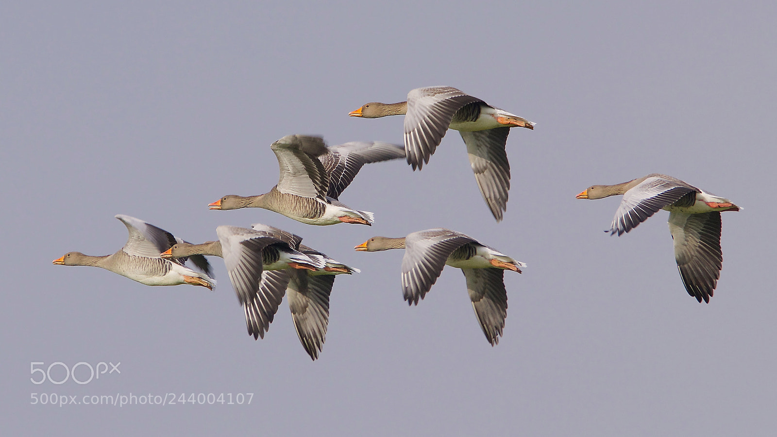 Canon EOS 7D Mark II sample photo. Grauwe ganzen photography