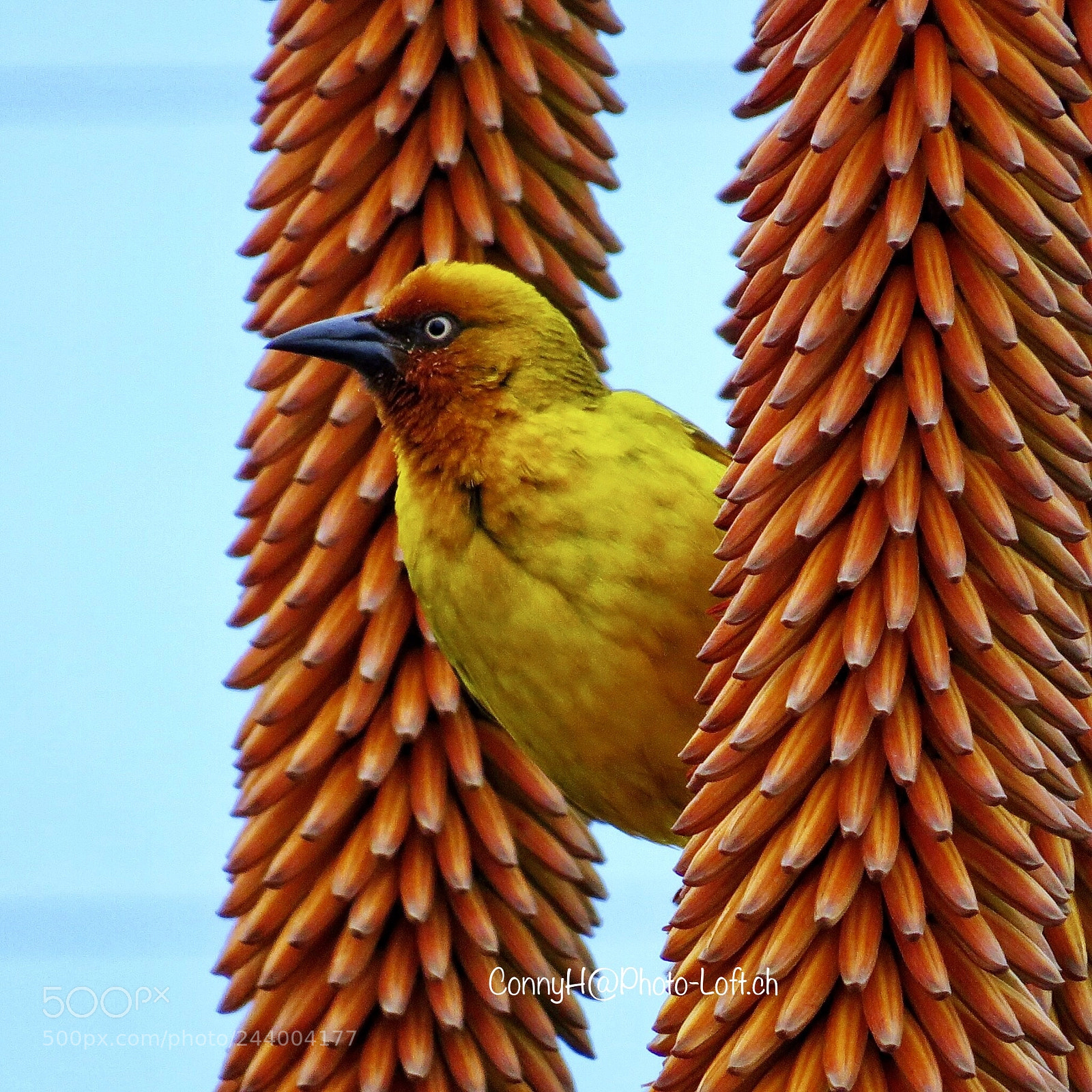Canon PowerShot SX50 HS sample photo. Cape weaver, southafrica photography