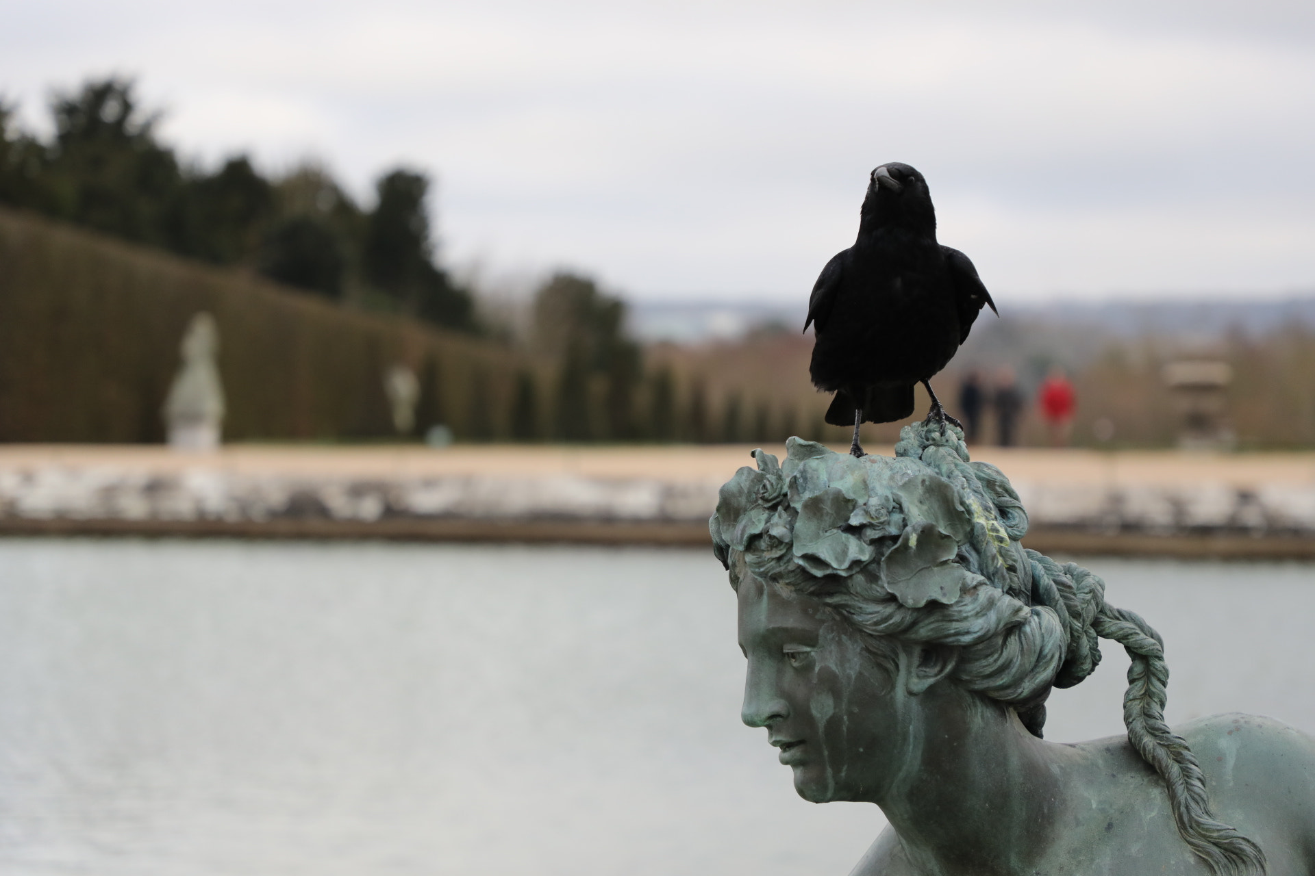 Canon EF 24-105mm F4L IS II USM sample photo. Crow photography