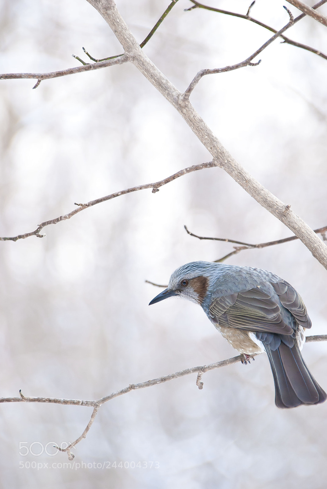 Nikon D80 sample photo. Bulbul photography