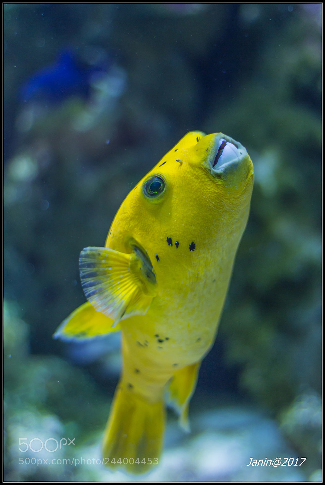 Canon EOS 60D sample photo. Yelow fish photography