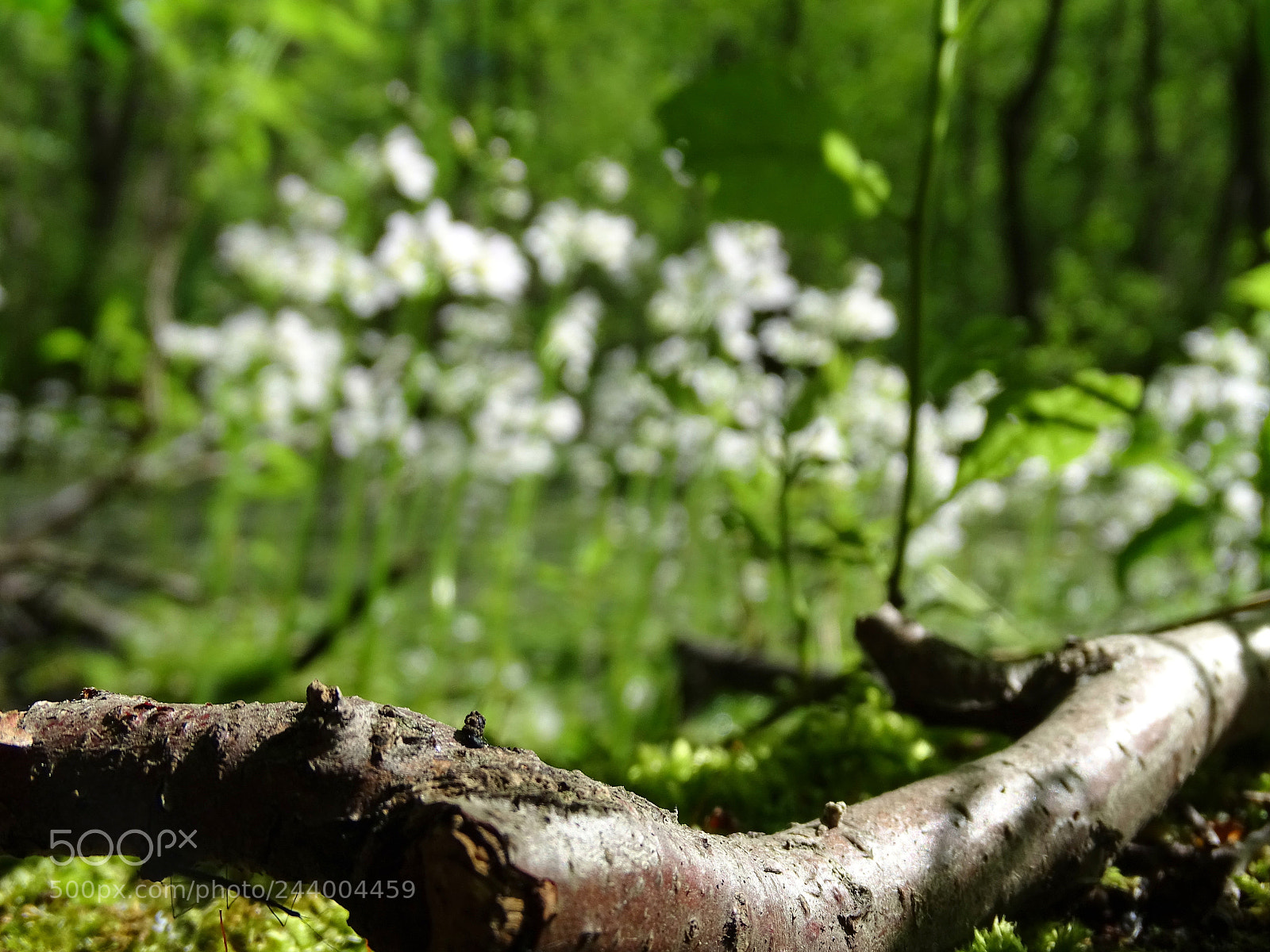 Sony Cyber-shot DSC-HX400V sample photo. The broken branch photography