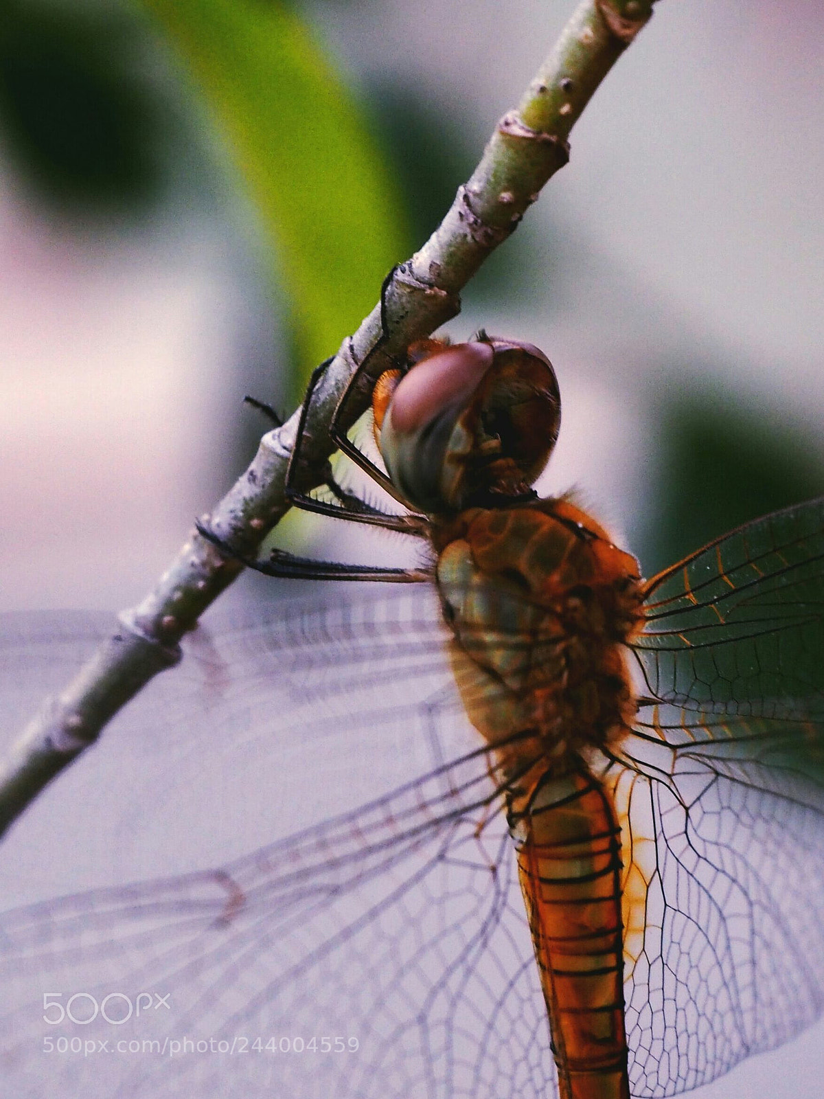 Olympus PEN E-PL7 sample photo. Up-close with a dragonfly photography