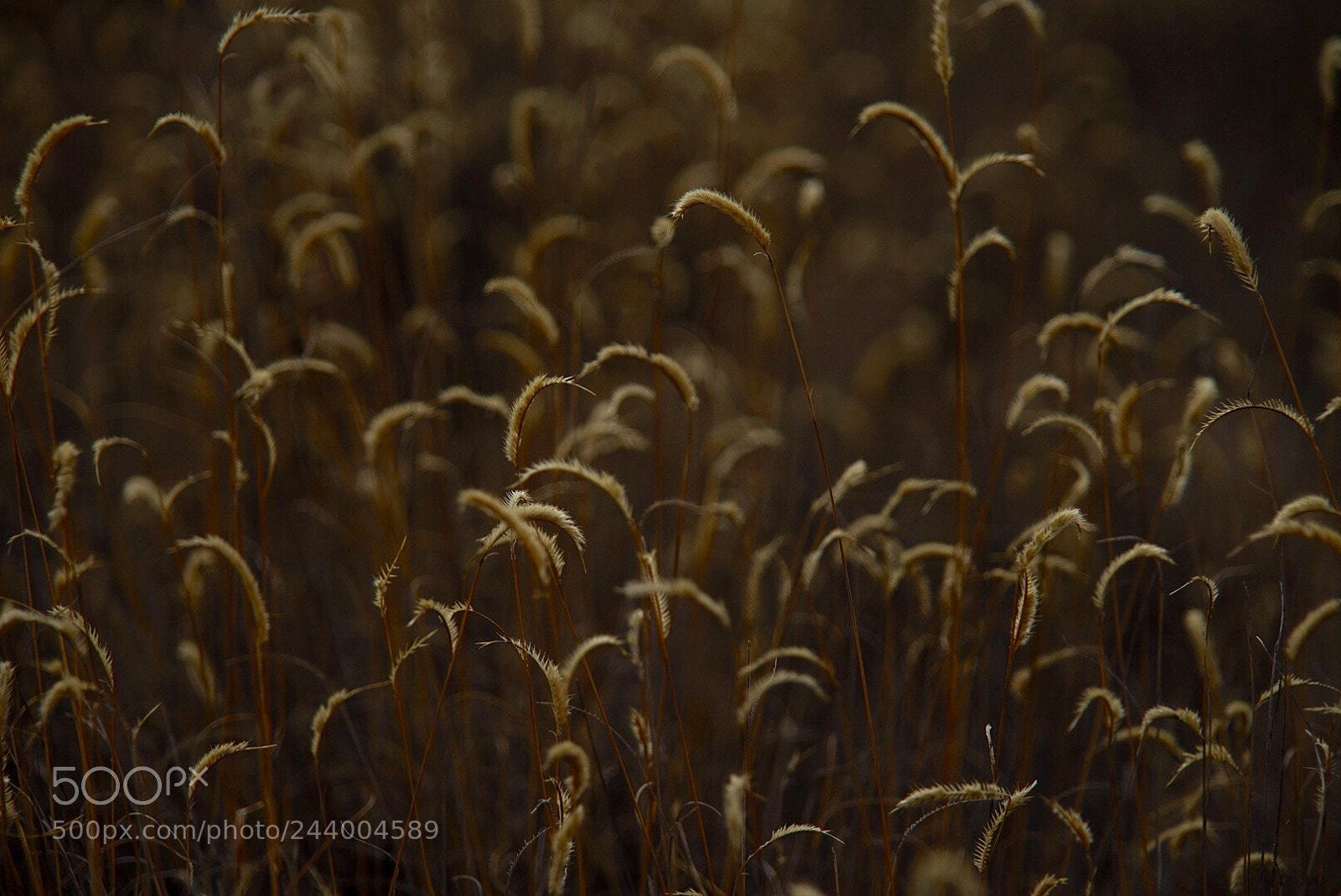 Sony a7 II sample photo. Untitled photography