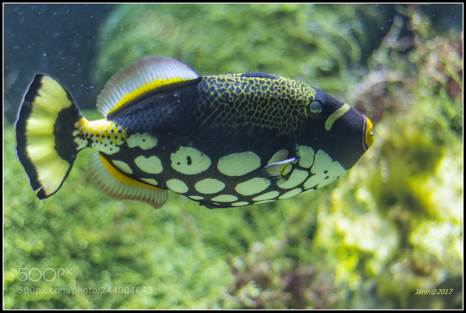 Canon EOS 60D sample photo. Clown triggenfish photography