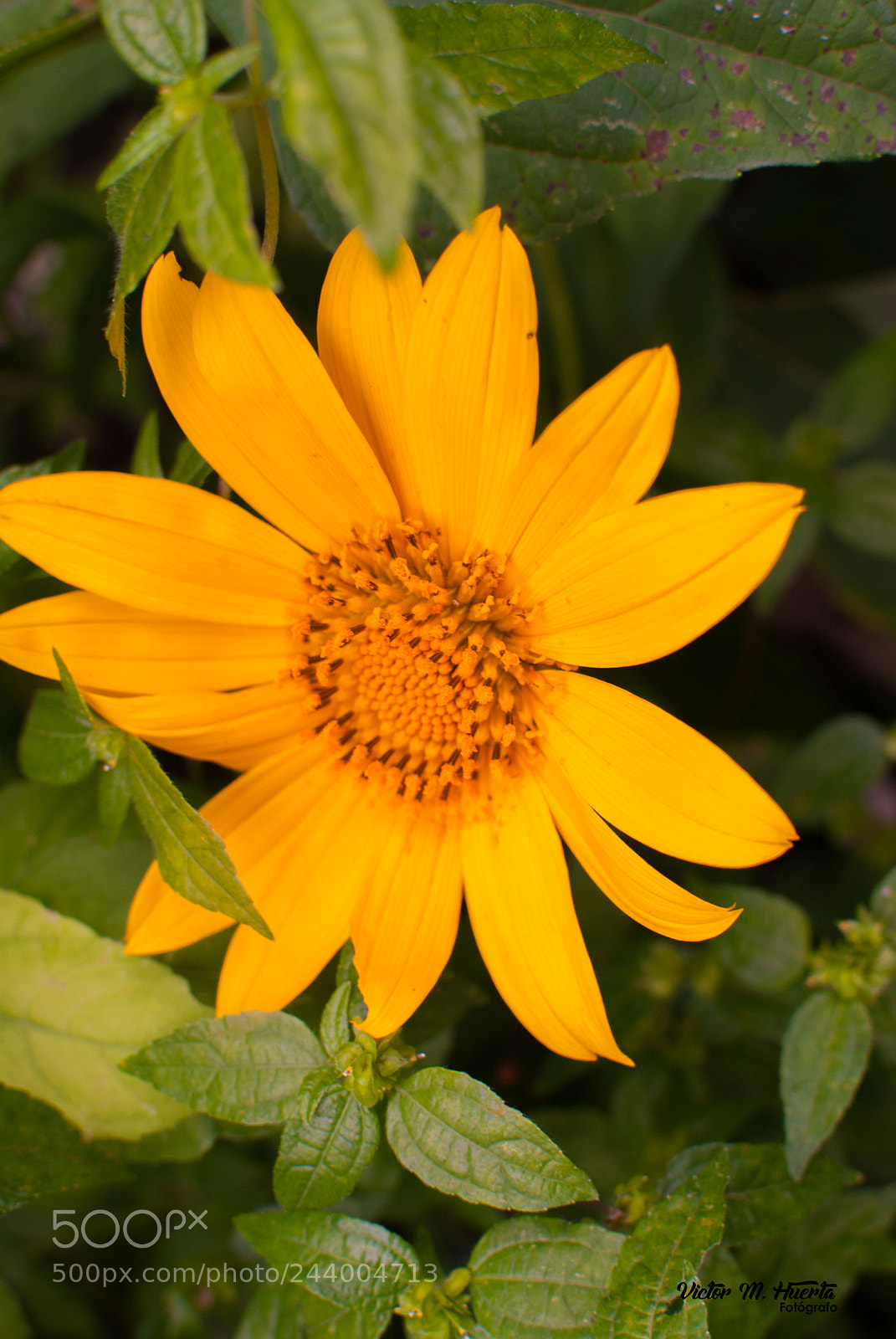 Nikon D3000 sample photo. Web photography