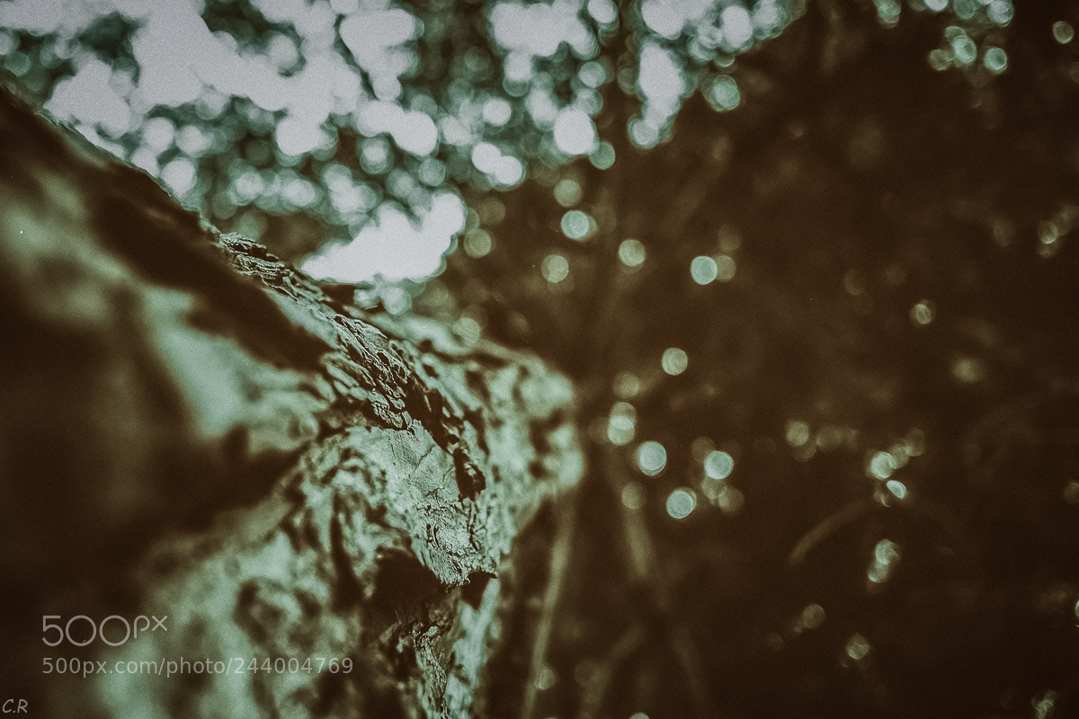 Fujifilm X-E1 sample photo. Modifier photography