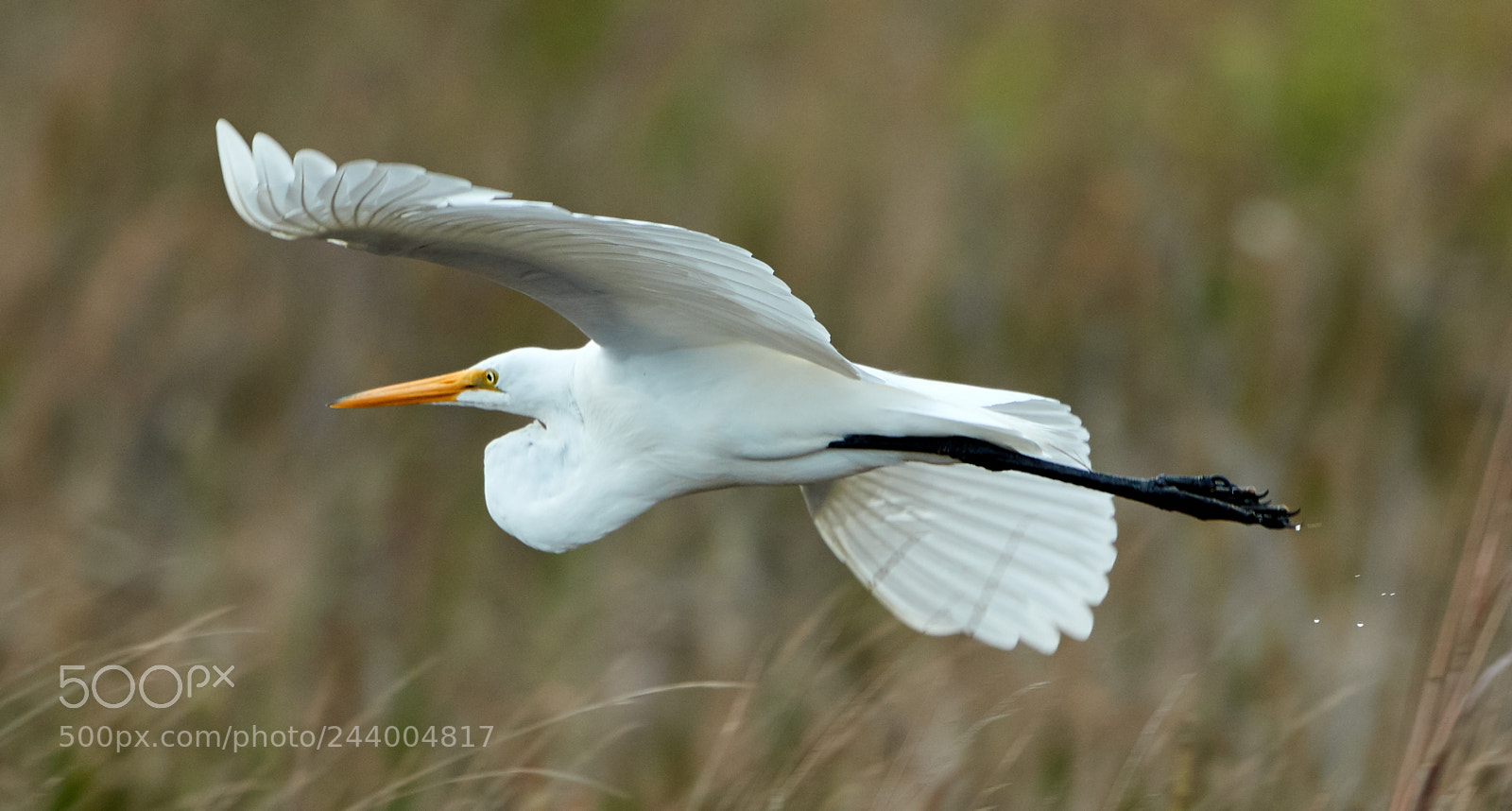 Canon EOS-1D X Mark II sample photo. 01-27-18-0000992.jpg photography