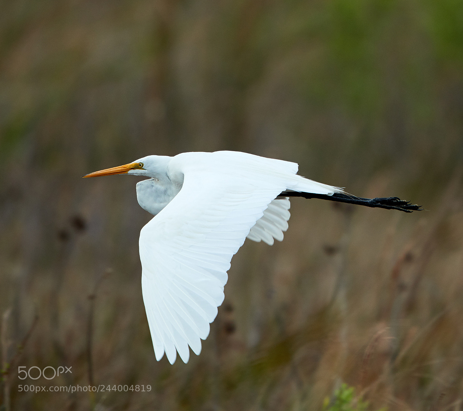 Canon EOS-1D X Mark II sample photo. 01-27-18-0000993.jpg photography