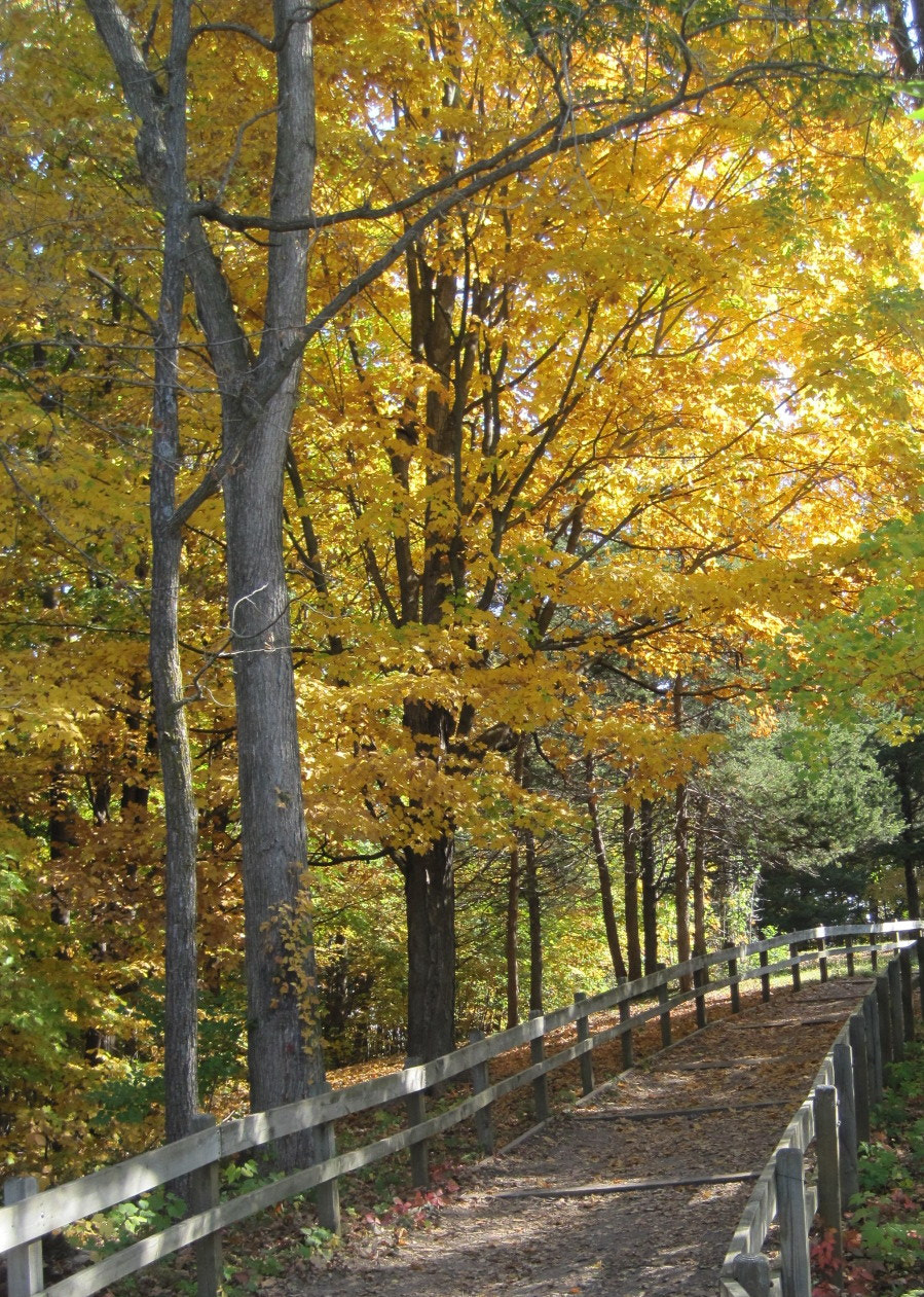 Canon PowerShot SD1200 IS (Digital IXUS 95 IS / IXY Digital 110 IS) sample photo. Autumn path photography