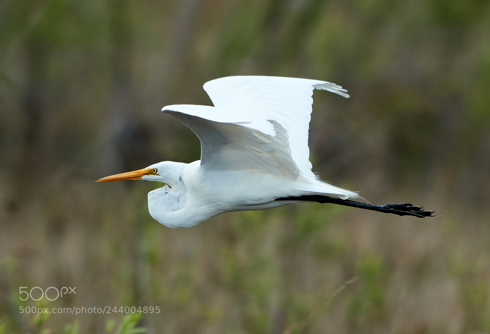 Canon EOS-1D X Mark II sample photo. 01-27-18-0000994.jpg photography