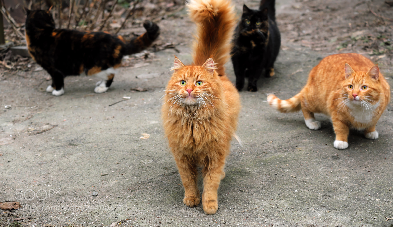 Fujifilm X-T20 sample photo. Street cat welcome you photography