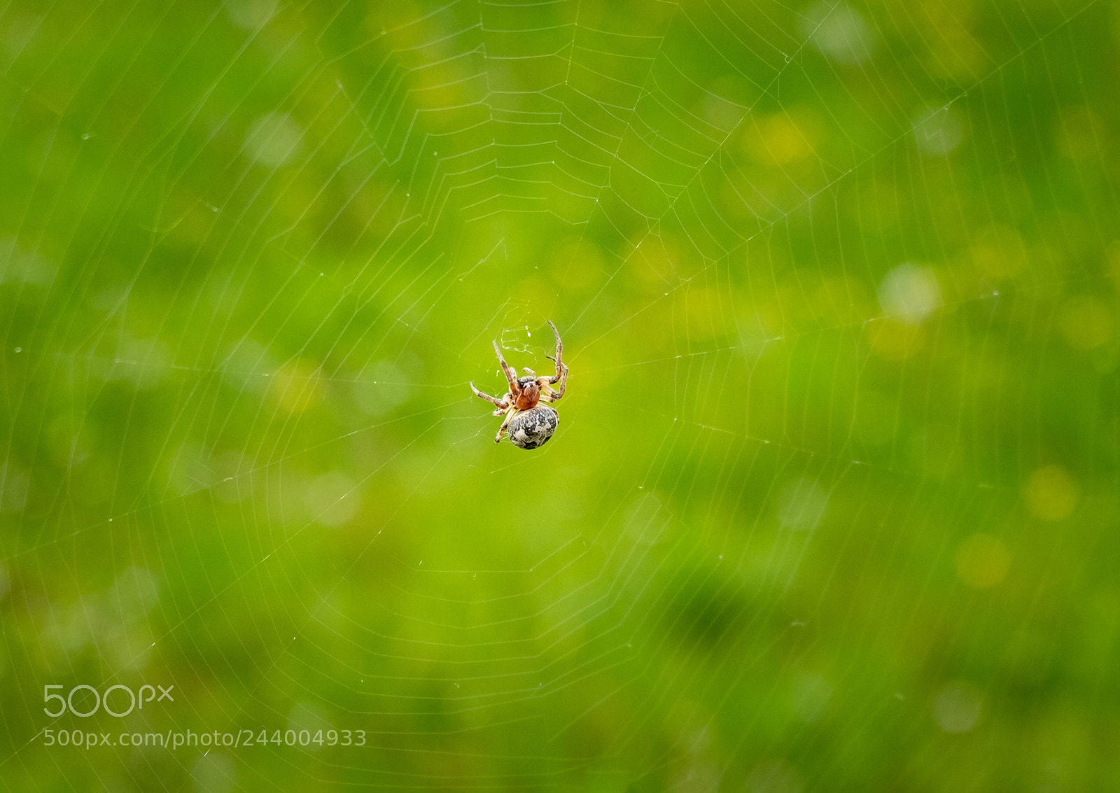 Fujifilm X-T10 sample photo. Green spyder photography