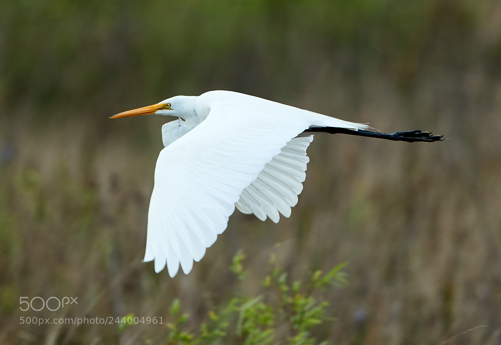 Canon EOS-1D X Mark II sample photo. 01-27-18-0000995.jpg photography