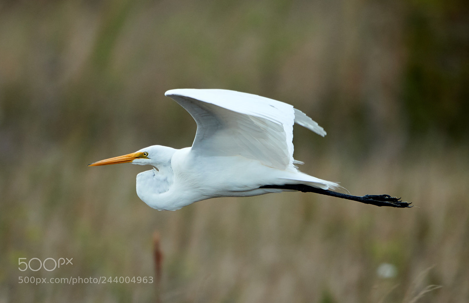 Canon EOS-1D X Mark II sample photo. 01-27-18-0000996.jpg photography