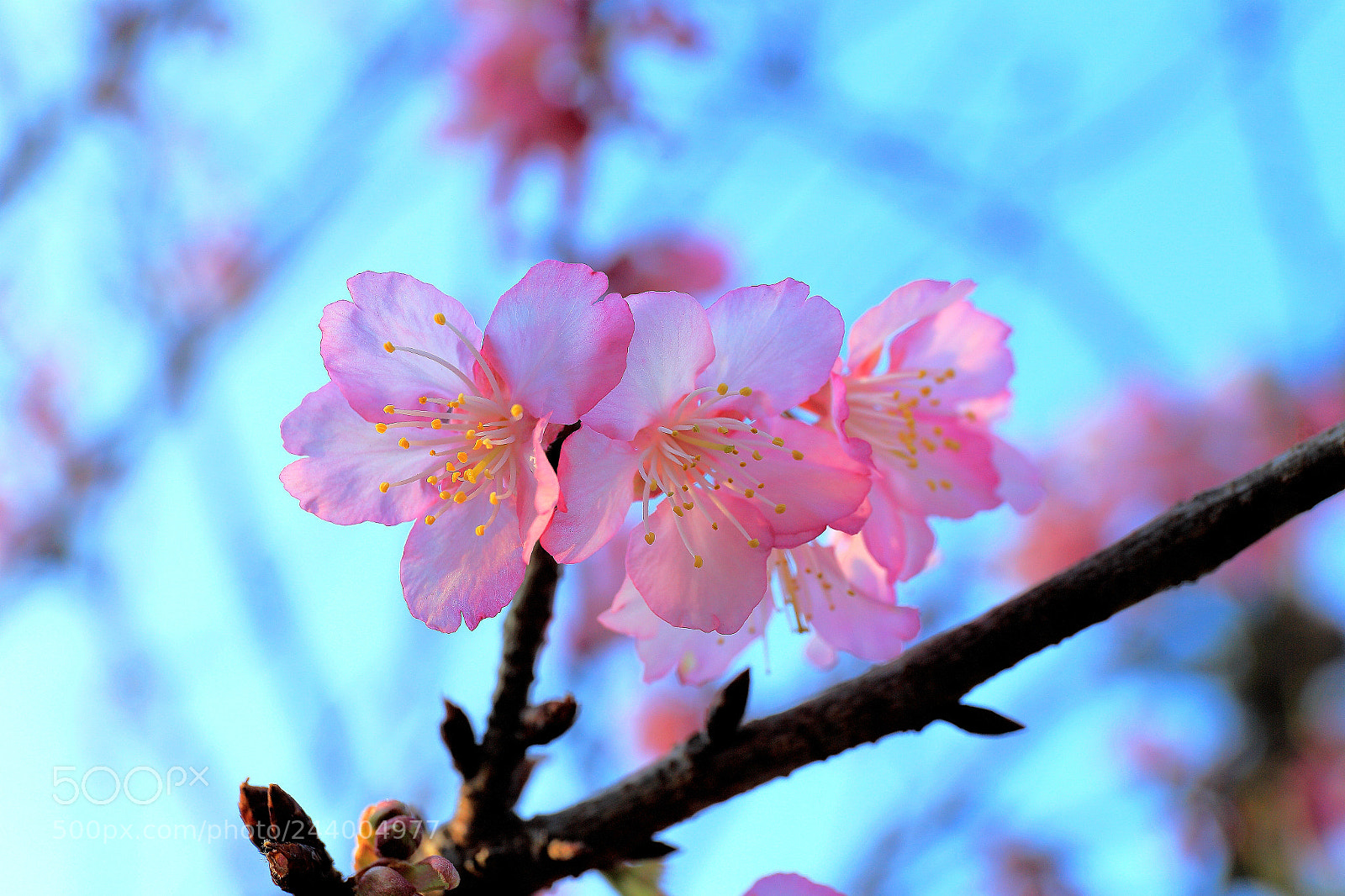 Canon EF 24-70mm F4L IS USM sample photo. 櫻花開了 photography
