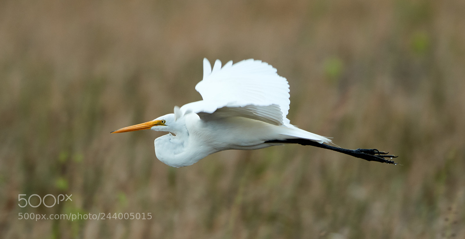 Canon EOS-1D X Mark II sample photo. 01-27-18-0000998.jpg photography