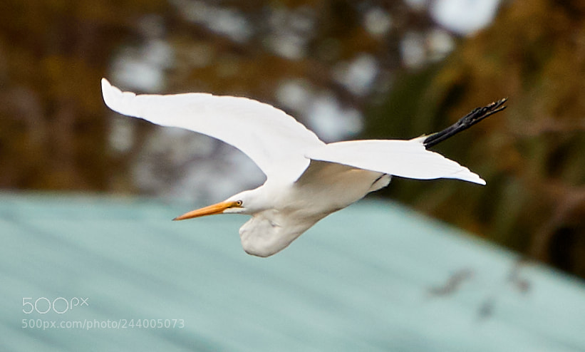 Canon EOS-1D X Mark II sample photo. 01-27-18-0001021.jpg photography