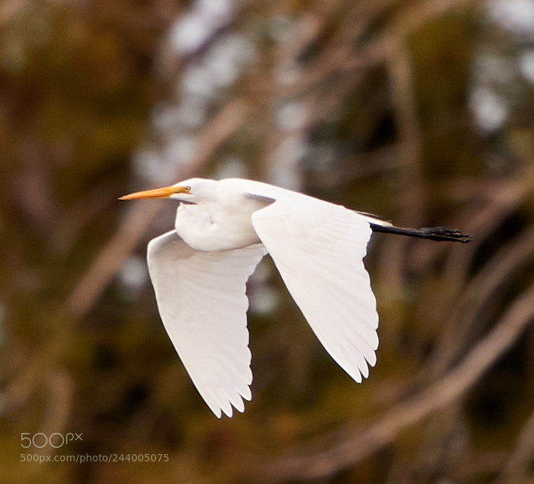 Canon EOS-1D X Mark II sample photo. 01-27-18-0001022.jpg photography