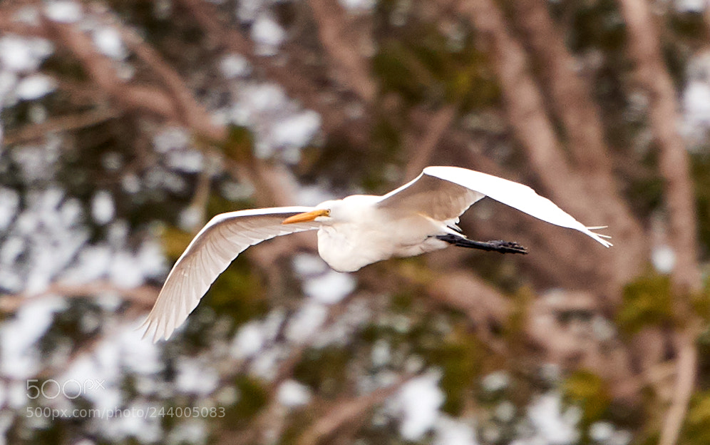 Canon EOS-1D X Mark II sample photo. 01-27-18-0001023.jpg photography