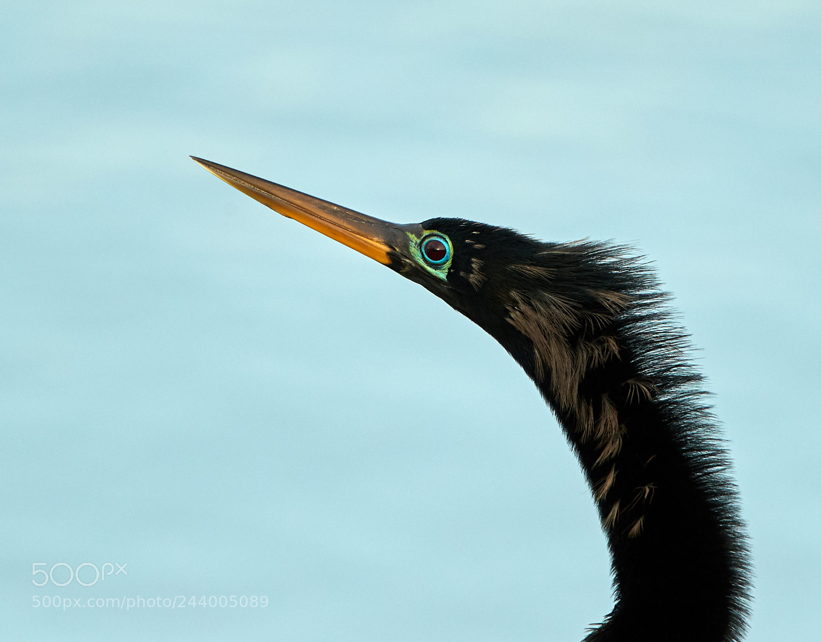 Canon EOS-1D X Mark II sample photo. 01-27-18-0001030.jpg photography