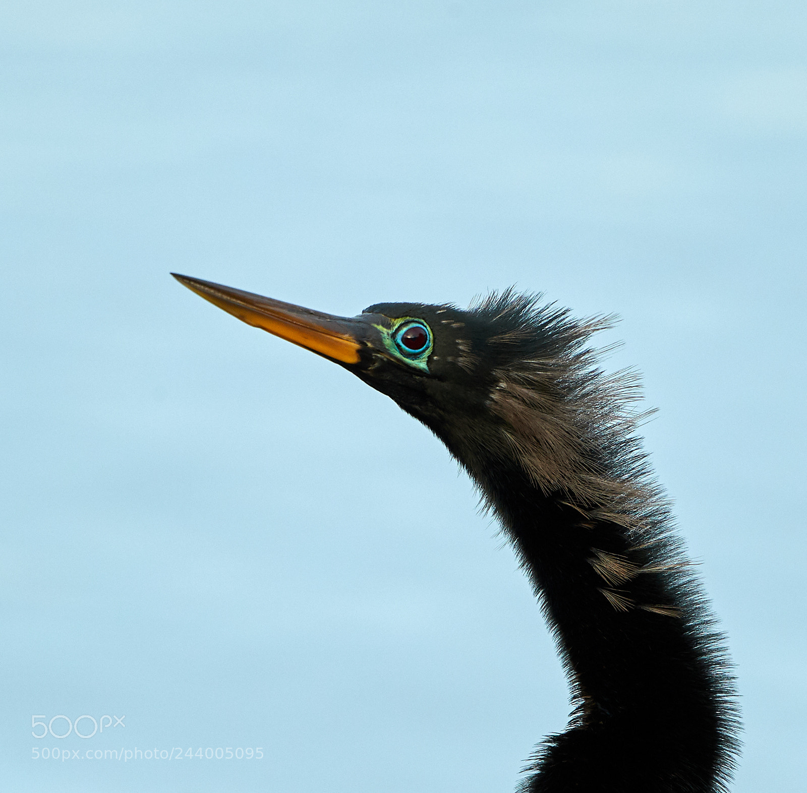 Canon EOS-1D X Mark II sample photo. 01-27-18-0001029.jpg photography
