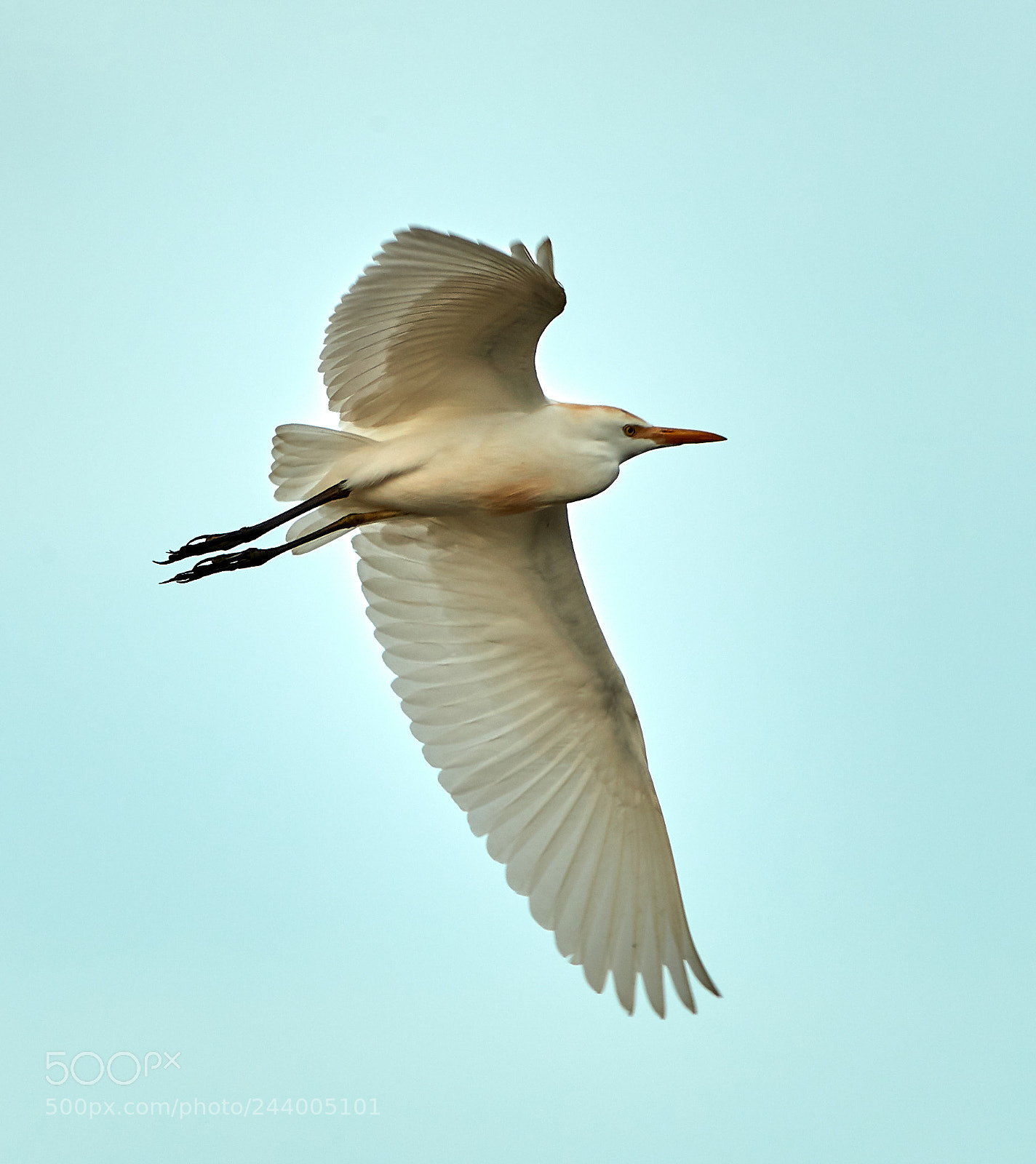 Canon EOS-1D X Mark II sample photo. 01-27-18-0001056.jpg photography