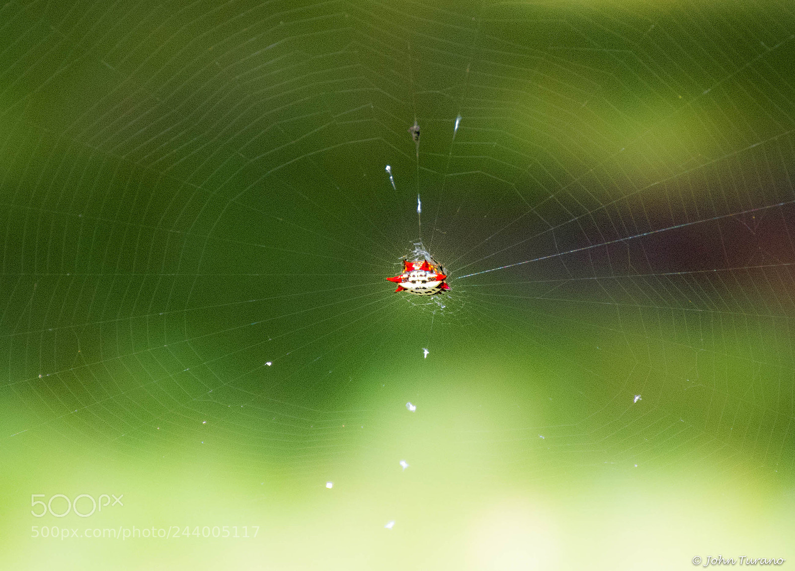 Nikon D5600 sample photo. Crab spider photography