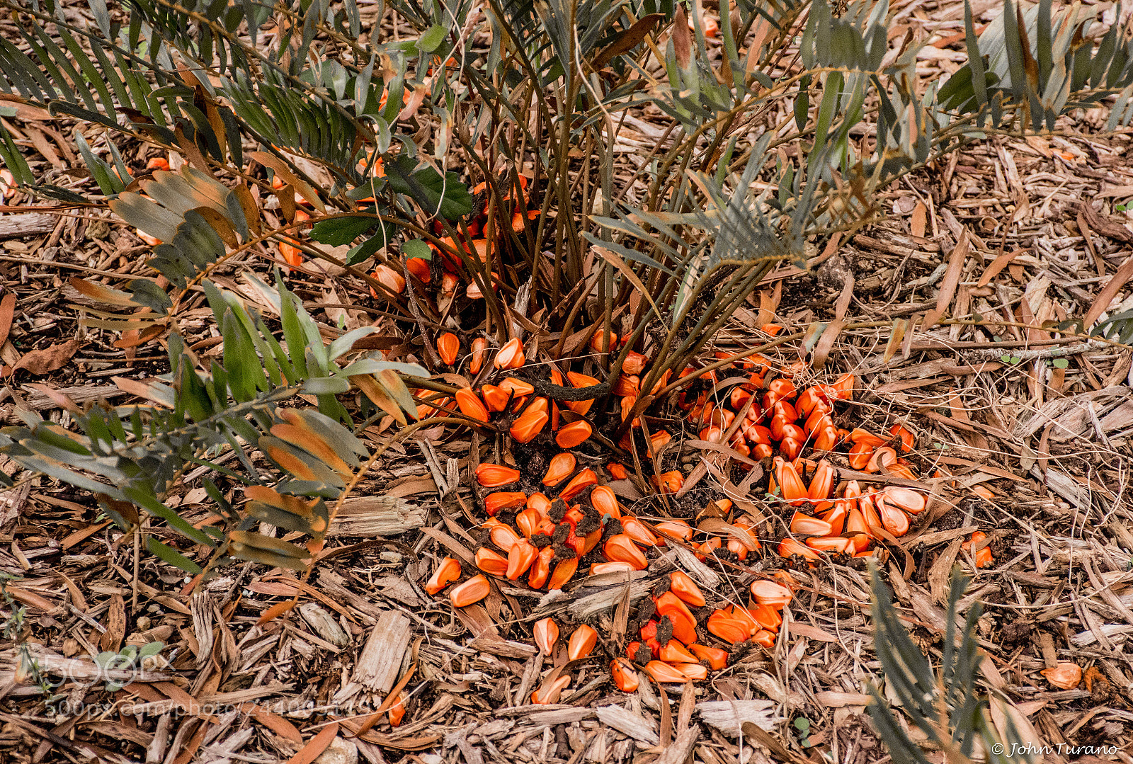 Nikon D5600 sample photo. Seed pod explosion photography
