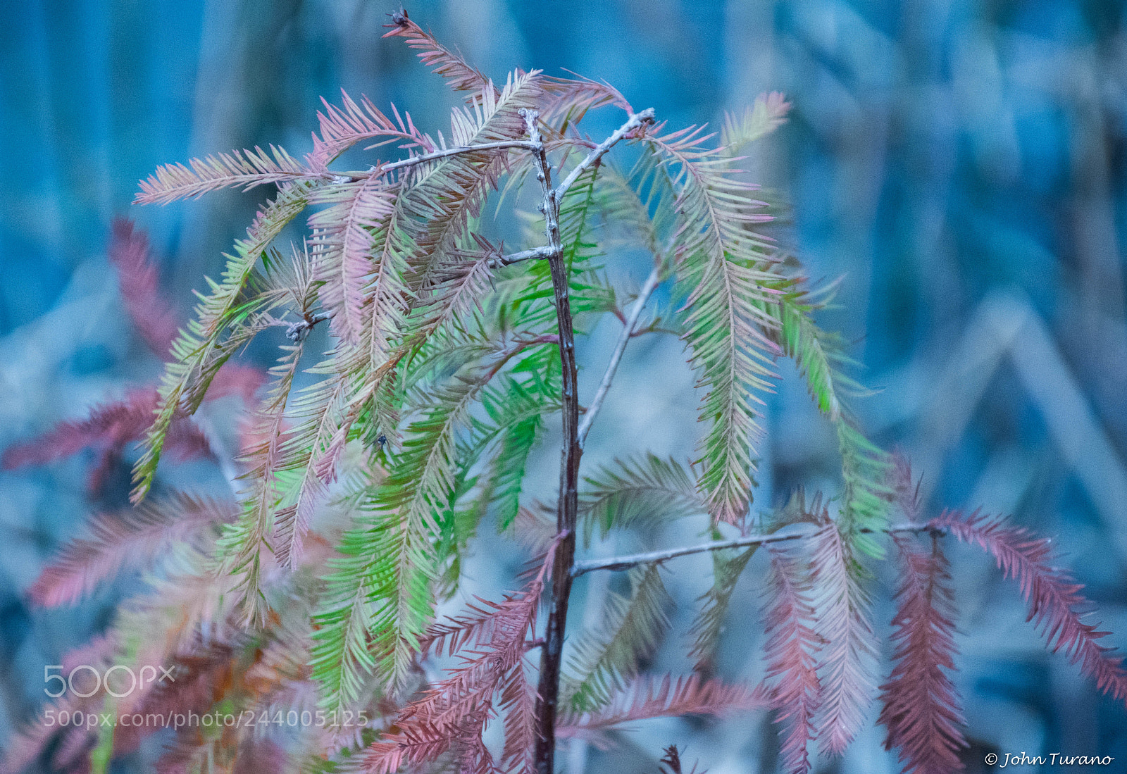 Nikon D5600 sample photo. Young cypress tree photography