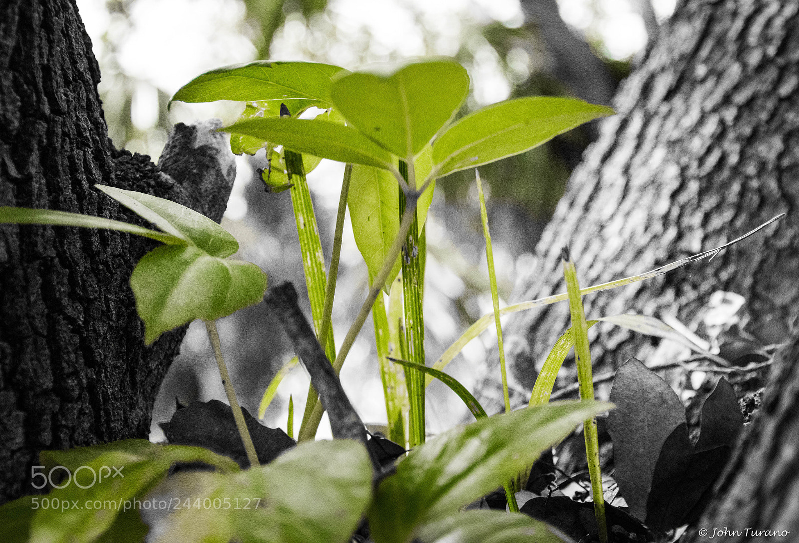 Nikon D5600 sample photo. Growing in a tree photography