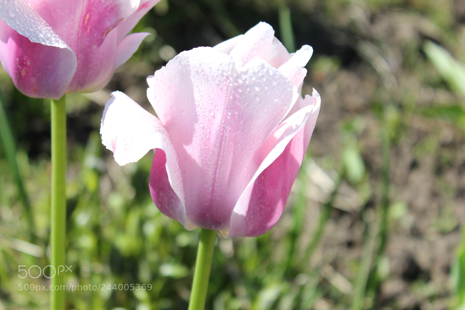 Canon EF-S 18-55mm F3.5-5.6 IS sample photo. Tulips edward's gardens, toronto photography