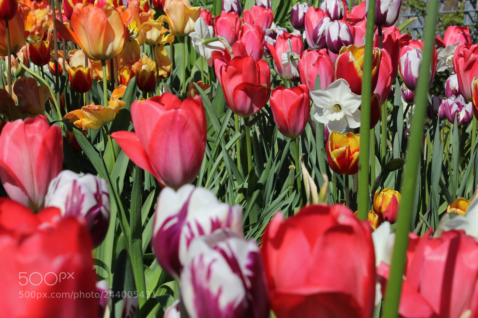 Canon EF-S 18-55mm F3.5-5.6 IS sample photo. Tulips edward's gardens, toronto photography
