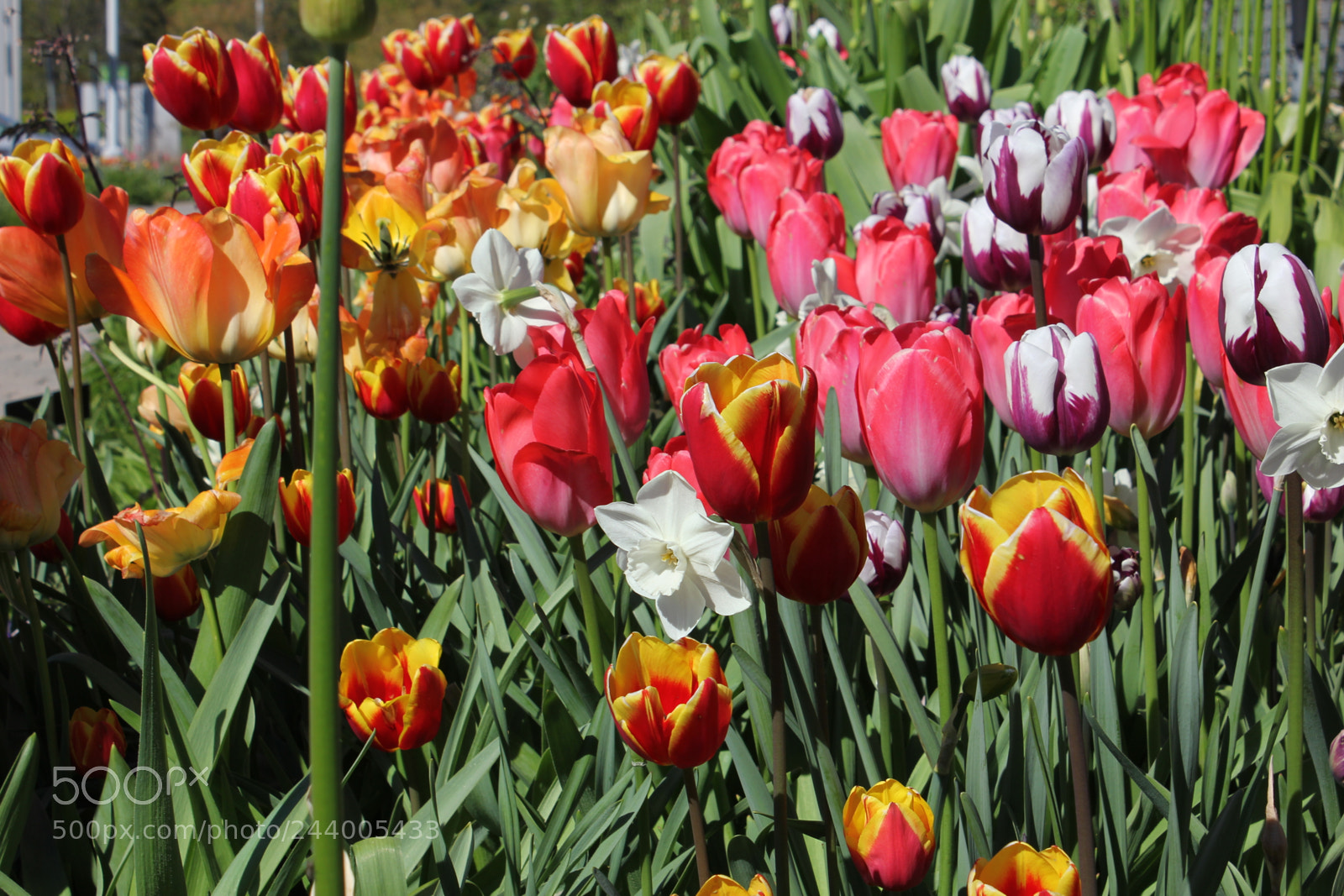 Canon EF-S 18-55mm F3.5-5.6 IS sample photo. Tulips edward's gardens, toronto photography