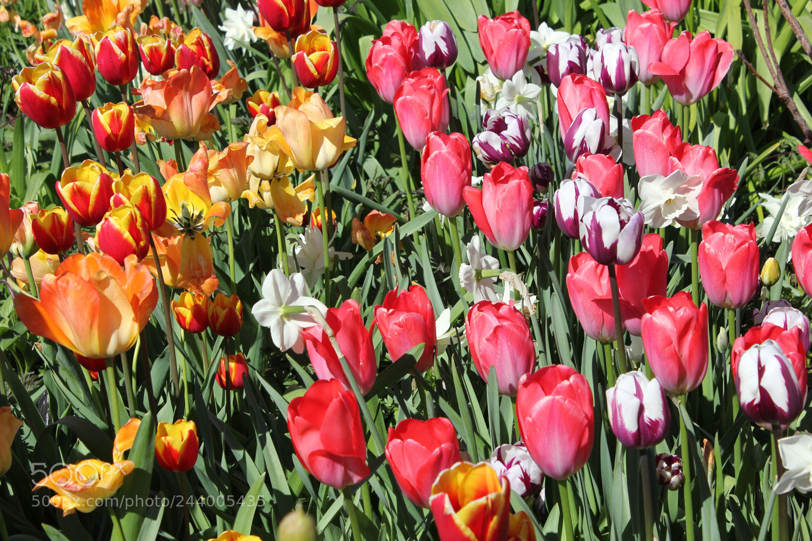 Canon EF-S 18-55mm F3.5-5.6 IS sample photo. Tulips edward's gardens, toronto photography