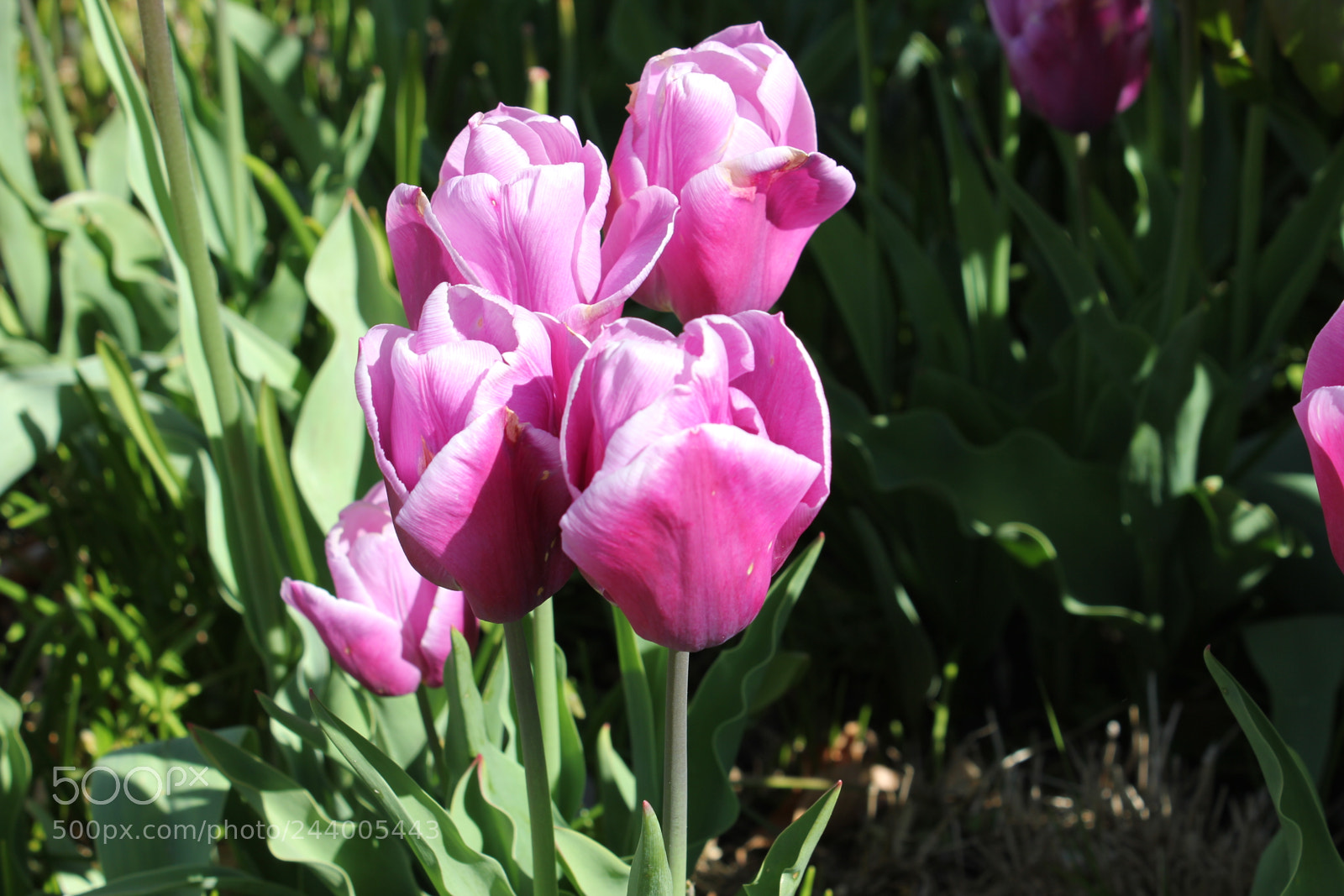 Canon EF-S 18-55mm F3.5-5.6 IS sample photo. Tulips edward's gardens, toronto photography