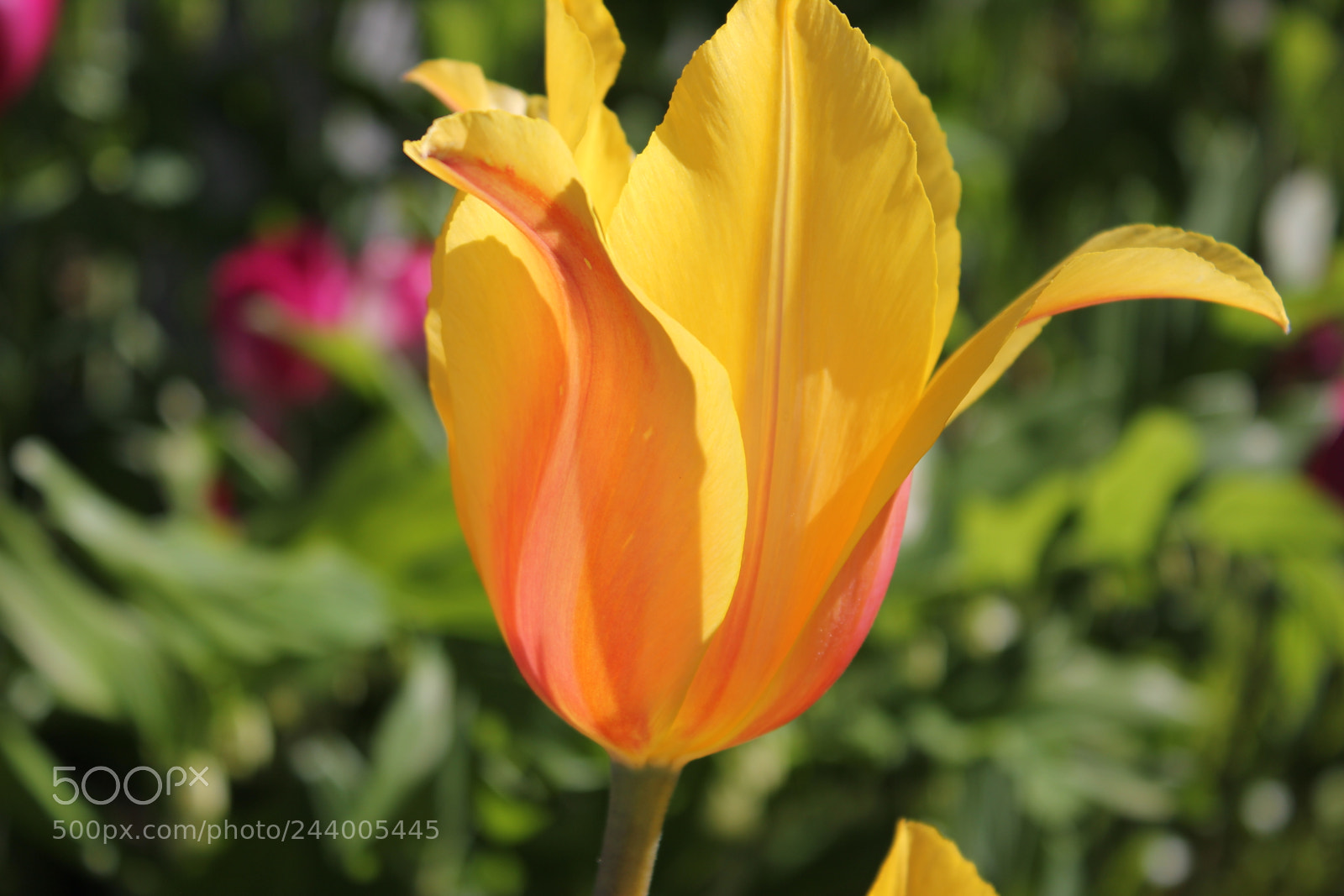 Canon EF-S 18-55mm F3.5-5.6 IS sample photo. Tulips edward's gardens, toronto photography