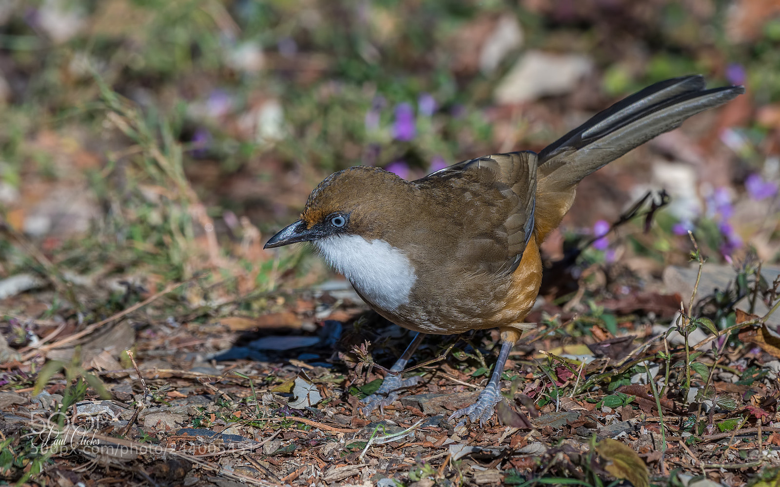 Nikon D500 sample photo. The white-throated laughing thrush photography