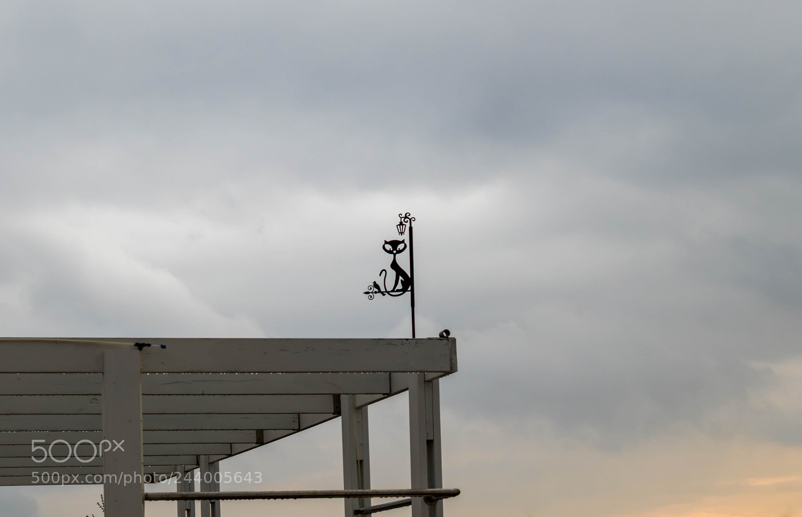 Canon EOS 200D (EOS Rebel SL2 / EOS Kiss X9) sample photo. Cat in the skies photography