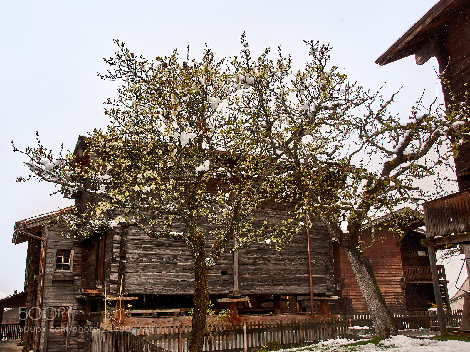 Sony SLT-A65 (SLT-A65V) sample photo. Snow in spring photography