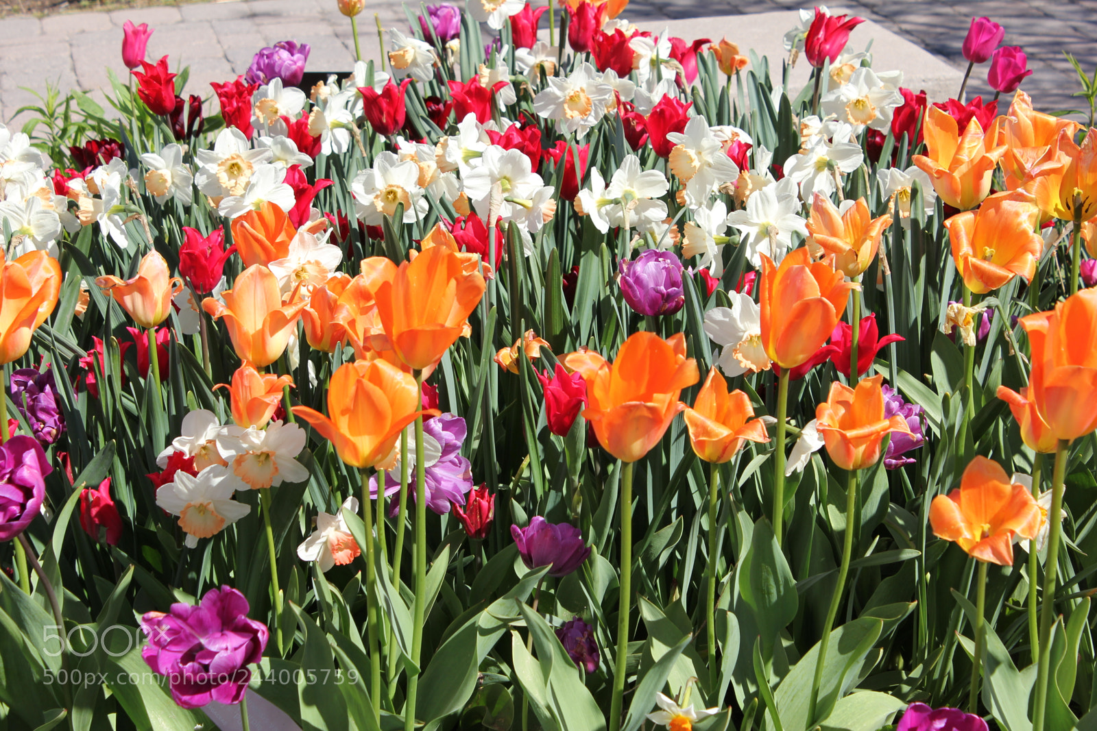 Canon EF-S 18-55mm F3.5-5.6 IS sample photo. Tulips edward's gardens, toronto photography